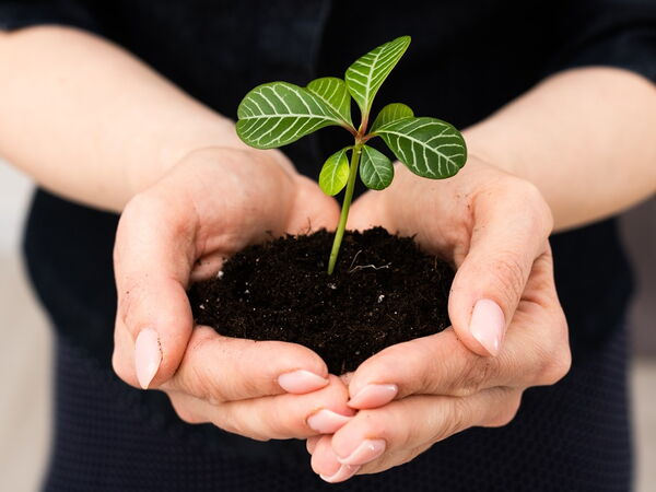 zwei Frauenhände die eine Schale formen in der Erde liegt und ein Setzling daraus heraus vwächst